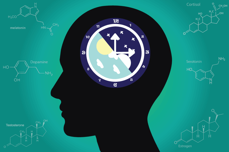 The circadian rhythms